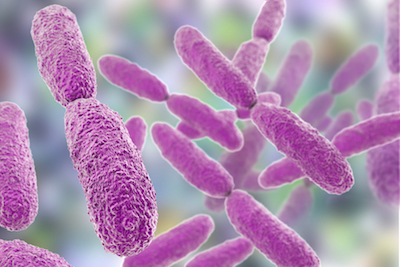 Klebsiella bacteria affects gut health